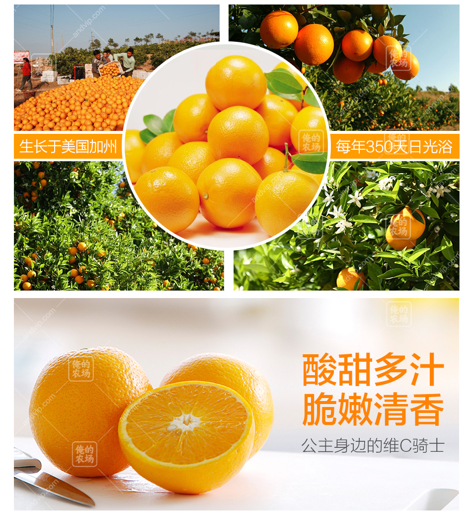 进口新奇士橙 700g±50g
